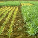 Test plot in phosphorus-deficient soil. On the right additional phosphorus has been applied allowing normal growth, while the plants on the left show mild phosphorus deficiency, resulting in stunted plants with fewer shoots.