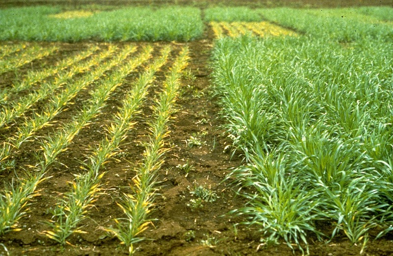 Test plot in phosphorus-deficient soil. On the right additional phosphorus has been applied allowing normal growth, while the plants on the left show mild phosphorus deficiency, resulting in stunted plants with fewer shoots.