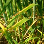 Potassium deficiency in wheat.