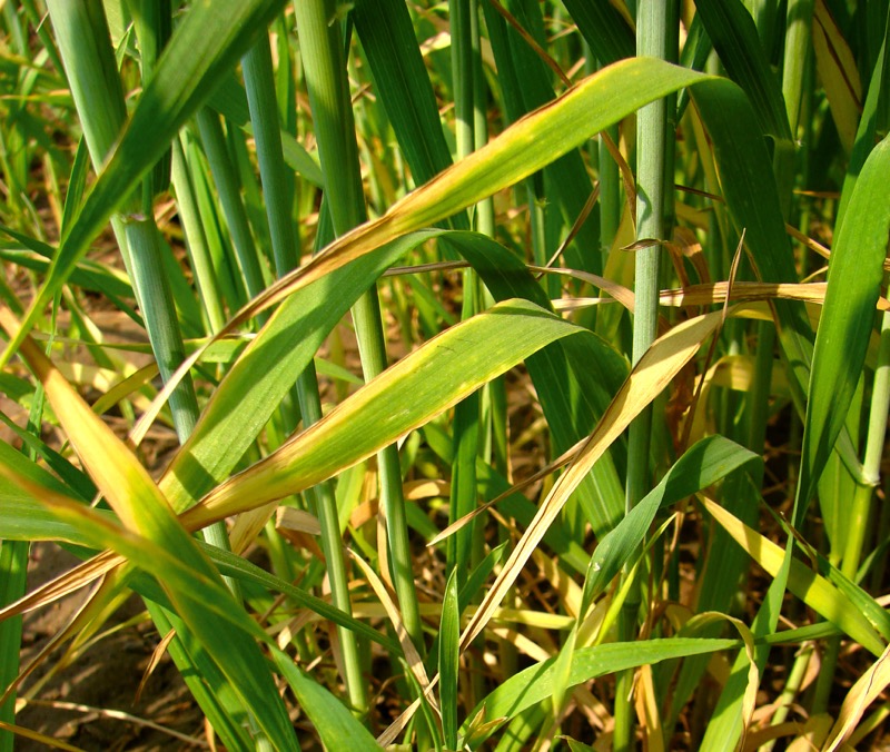 Potassium deficiency in wheat.