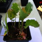 Leaf cupping is a sign of phosphorus deficiency in canola.