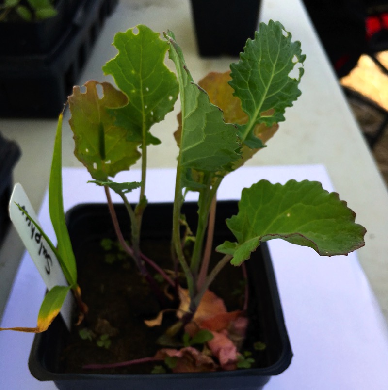 Leaf cupping is a sign of phosphorus deficiency in canola.
