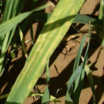 Symptoms of zinc deficiency in wheat.