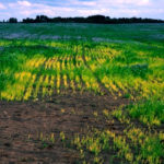 Deficiencies of copper or zinc can cause chlorosis in flax.