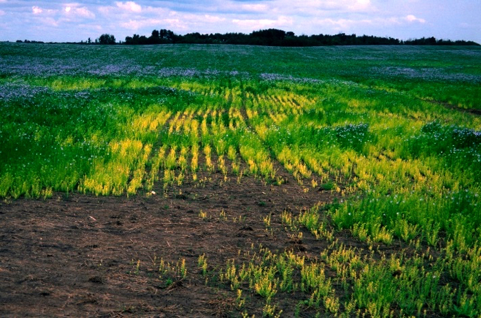 Deficiencies of copper or zinc can cause chlorosis in flax.