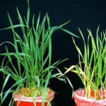 Nitrogen-deficient wheat plants (right) showing growth depression and yellowing due to chlorosis. Control plants on left.