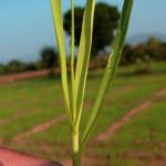 Sulphur deficiency in wheat.