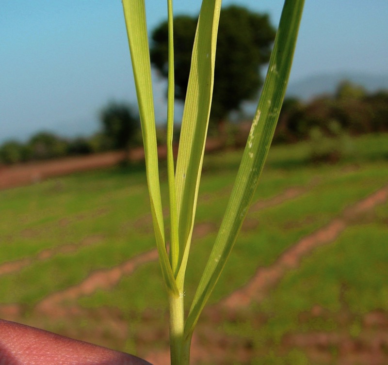 Sulphur deficiency in wheat.