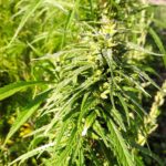On a national basis, hemp production is more advanced in Western Canada than in the East, but that may change.