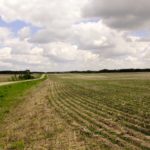 The consistently highest yields were on narrower row spacing, combined with high rates of side-banded N, but all row spacing — even 24 inches — produced viable yields as long as environmental conditions were conducive and weeds effectively controlled.