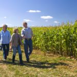 Two couples walking by cornfield