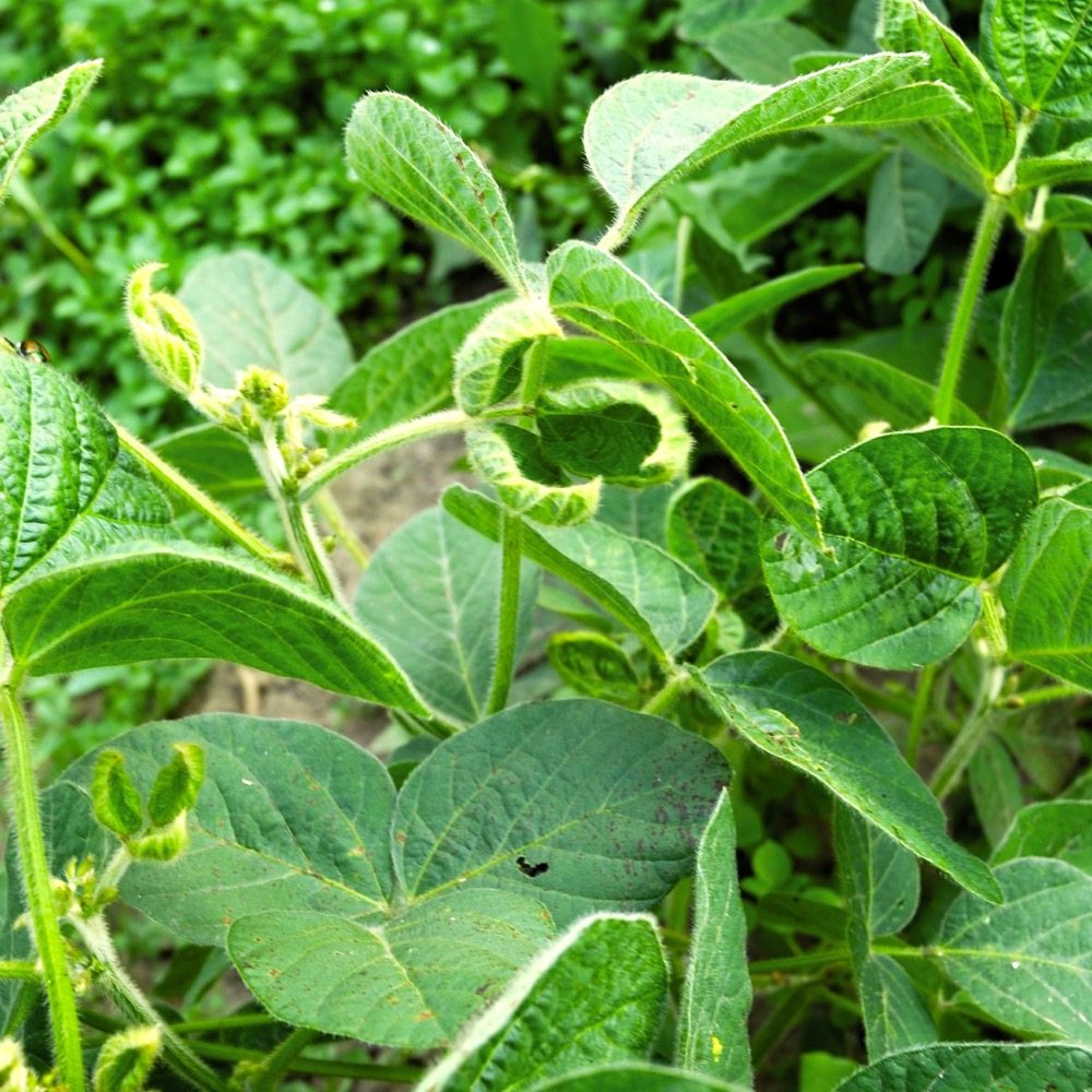 After four serial rinses, in spite of the rinsate looking clean and being odour free, soybeans still exhibited cupping.