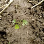 Figure 1. A September germinated seedling with its three main divided segments.