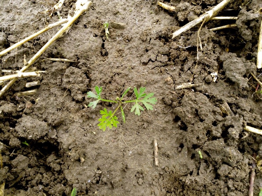 Figure 1. A September germinated seedling with its three main divided segments.
