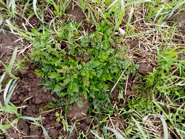 Pest Patrol: Controlling wild carrot in no till - Country Guide