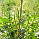 Palmer amaranth has become a serious issue in the U.S. Midwest but hasn’t made a large-scale intrusion into Ontario… yet.