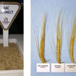 AAC Connect (left) offers moderate resistance to fusarium, making it attractive for the eastern Prairies. CDC Bow (right) has good standability, but its susceptibility to fusarium makes it more of a candidate for the western Prairies.