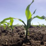 Results of a Farming Smarter study in Alberta suggest that a narrower row spacing of 20 inches and a seeding rate of 30,000 seeds per acre give better emergence and significantly more yield than on a 30-inch row spacing at lower seeding rates.