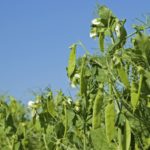 “Maybe we’ve been focusing on things like yield and maturity and disease tolerance, and protein hasn’t been as high on the merit list as maybe what it should be now.” – Dennis Lange, Manitoba Agriculture