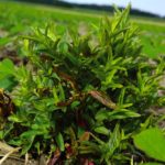 A patch of willowherb in soybean that had escaped an application of glyphosate.