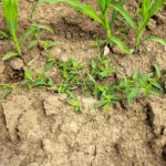 A relatively small seedling plant found in corn during mid-June but beyond the labelled stage of growth.