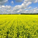 A canola field seeded at 1.8 pounds per acre creates better air flow and allows for an easier harvest.
