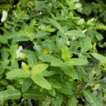 Hemp dogbane at time of application.