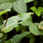 A native dogbane beetle feeding on hemp dogbane.