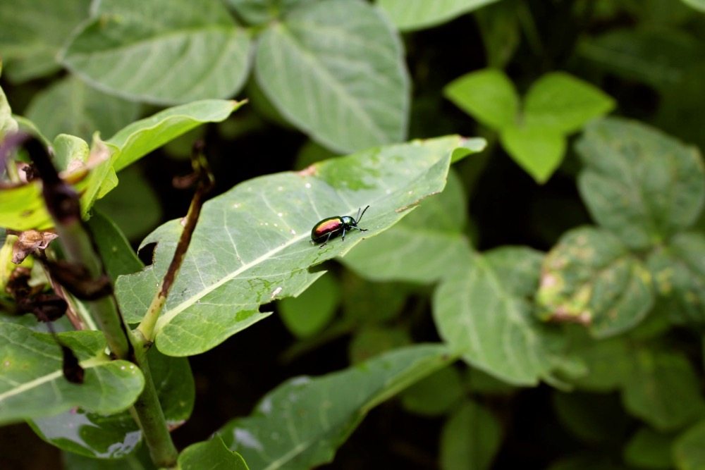 A native dogbane beetle feeding on hemp dogbane.