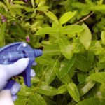 Spot spray applications were made to early flowering of hemp dogbane.