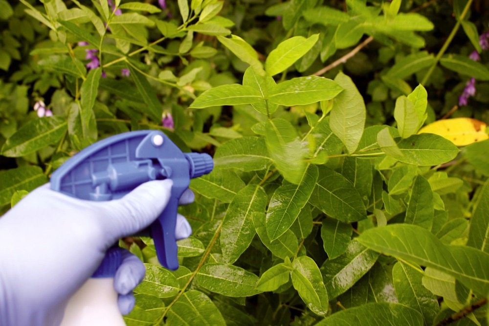 Spot spray applications were made to early flowering of hemp dogbane.