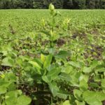 Hemp dogbane in Roundup Ready soybean prior to the spot application of glyphosate.