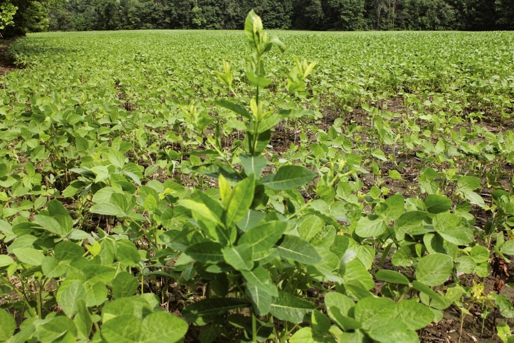 Hemp dogbane in Roundup Ready soybean prior to the spot application of glyphosate.