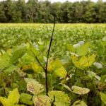 Hemp dogbane at 10 weeks after the application of glyphosate.
