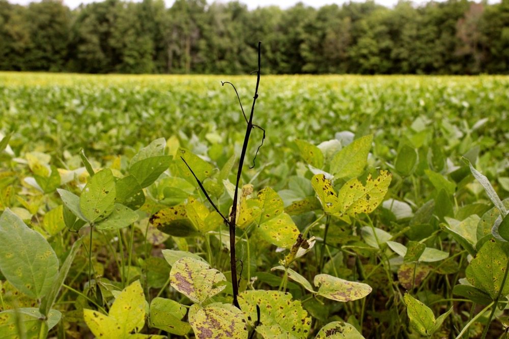 Hemp dogbane at 10 weeks after the application of glyphosate.