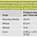 Top-growth control of hemp dogbane 10 weeks after the application of four herbicides, each mixed at the labelled rate with 1 litre of water and spot sprayed to dogbane at early flowering