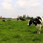Tim May is a fourth-generation dairy farmer in Ontario.