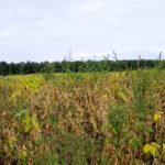More than the cost of herbicide, growers need to consider how the cost of yield losses will affect future cropping plans.