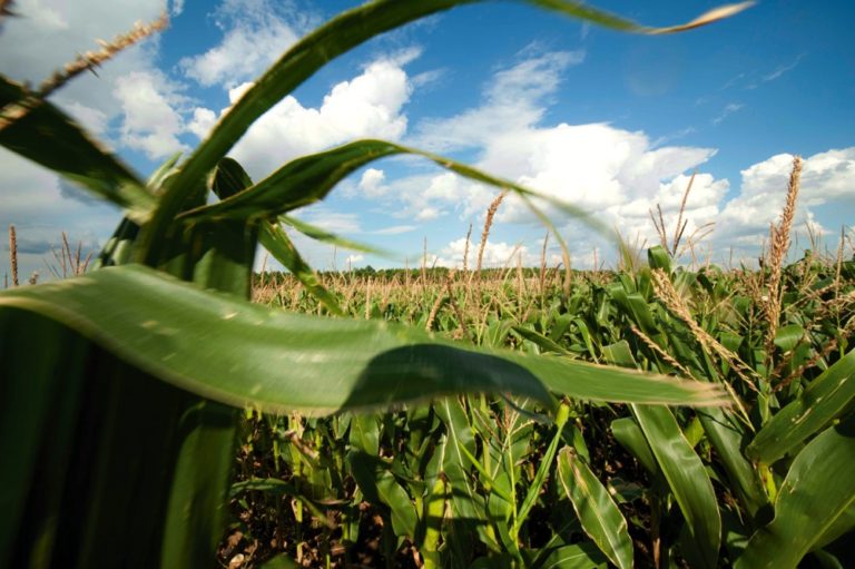 The benefits of GMO corn Country Guide