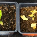 An unsprayed DSV plant (left) compared to one sprayed with Eragon LQ (right) seven days previous.