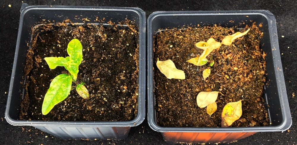 An unsprayed DSV plant (left) compared to one sprayed with Eragon LQ (right) seven days previous.