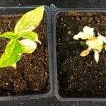 An unsprayed DSV plant (left) compared to one sprayed with Blackhawk (right) seven days previous.