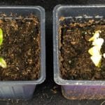 An unsprayed DSV plant (left) compared to one sprayed with Total Wipeout (right) seven days previous.