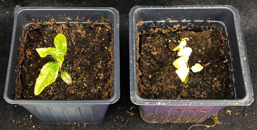 An unsprayed DSV plant (left) compared to one sprayed with Total Wipeout (right) seven days previous.