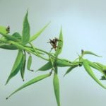 The purple “star-shaped” flowers and “banana-shaped” seedpods.