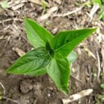 New spring growth of dog strangling vine (DSV) from established roots.