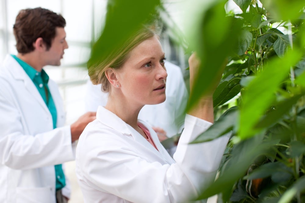 Scientist examining plants in greenhouse