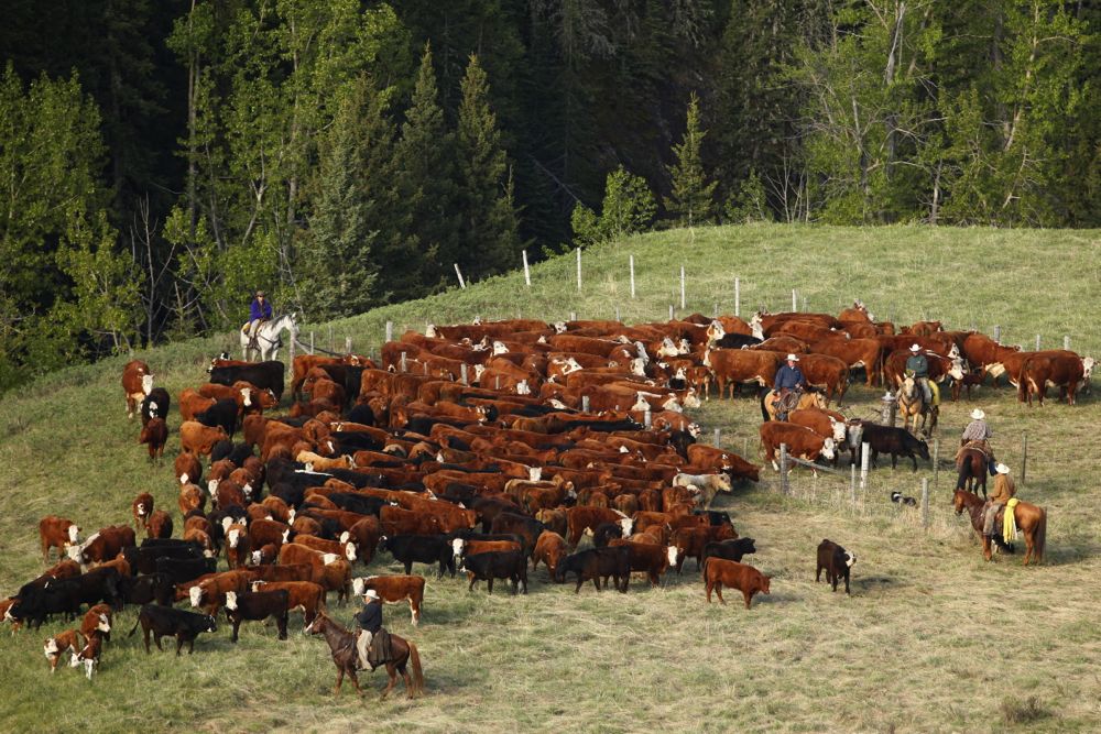 (Photo courtesy Canada Beef Inc.)
