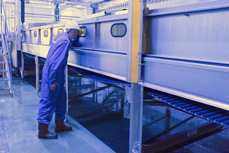 A controlled atmosphere stunning system for chicken processing. (Marel.com)
