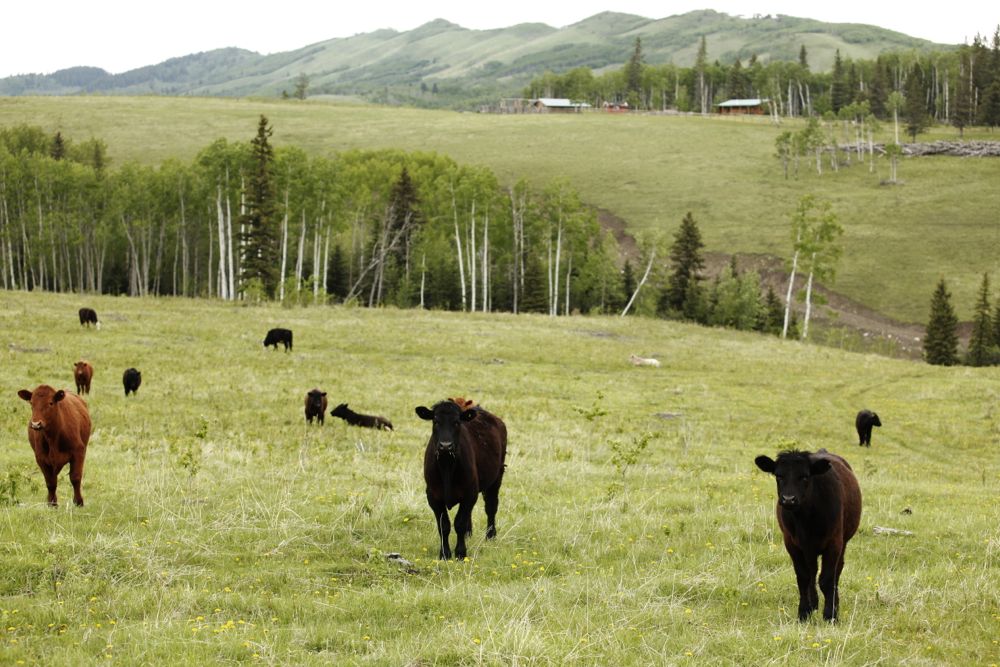 (Photo courtesy Canada Beef Inc.)

